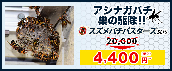 アシナガバチの巣駆除 ¥15,000～！